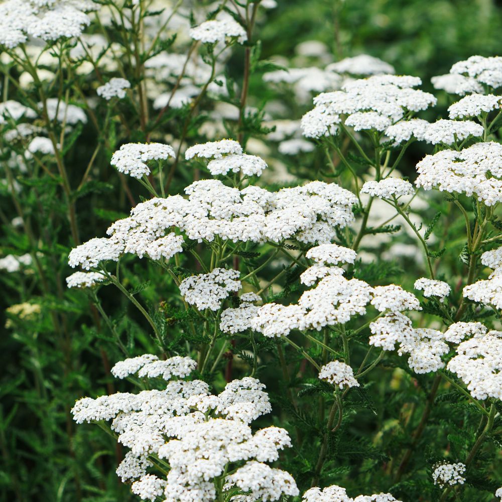 Achillea millefolium 'Schneetaler' (duizendblad)