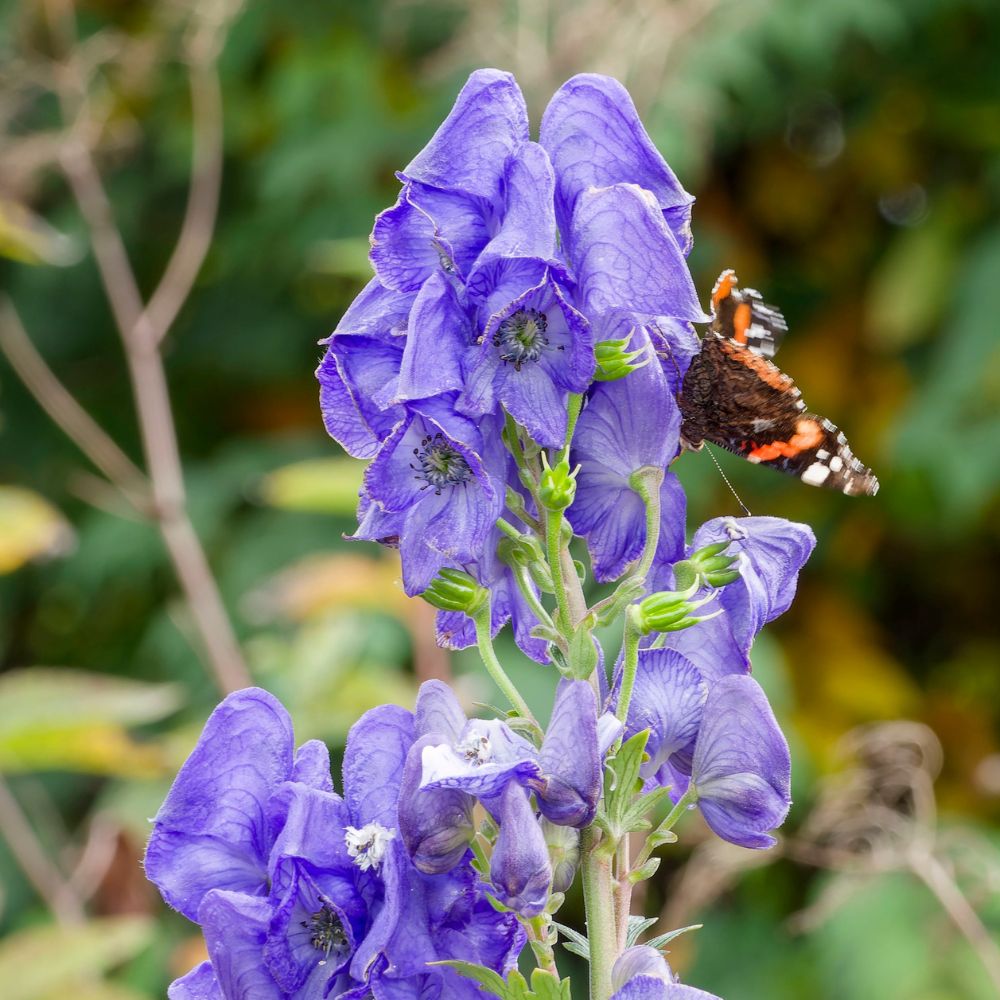Aconitum carmichaelii 'Arendsii' (monnikskap) BIO