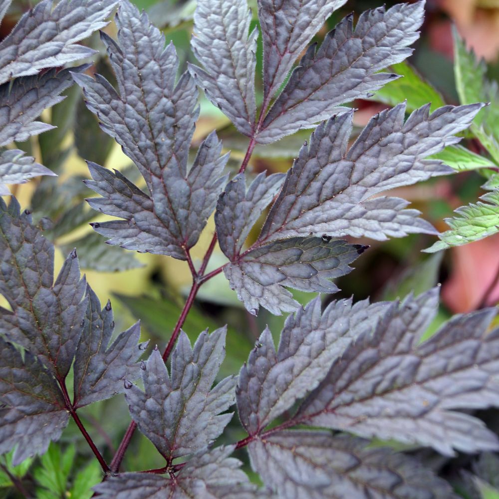 Actaea simplex 'Chocoholic' (zilverkaars)