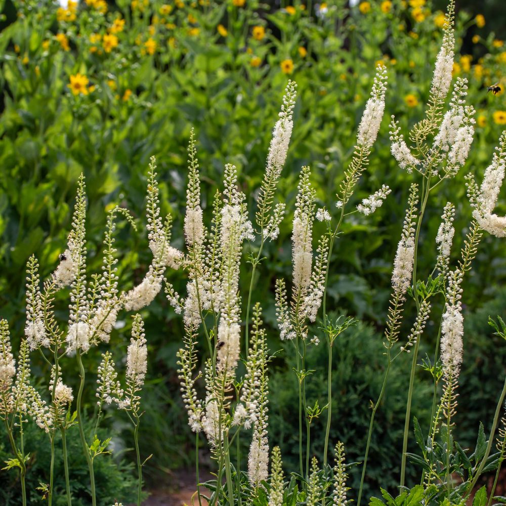 Actaea simplex 'White Pearl' (zilverkaars) BIO