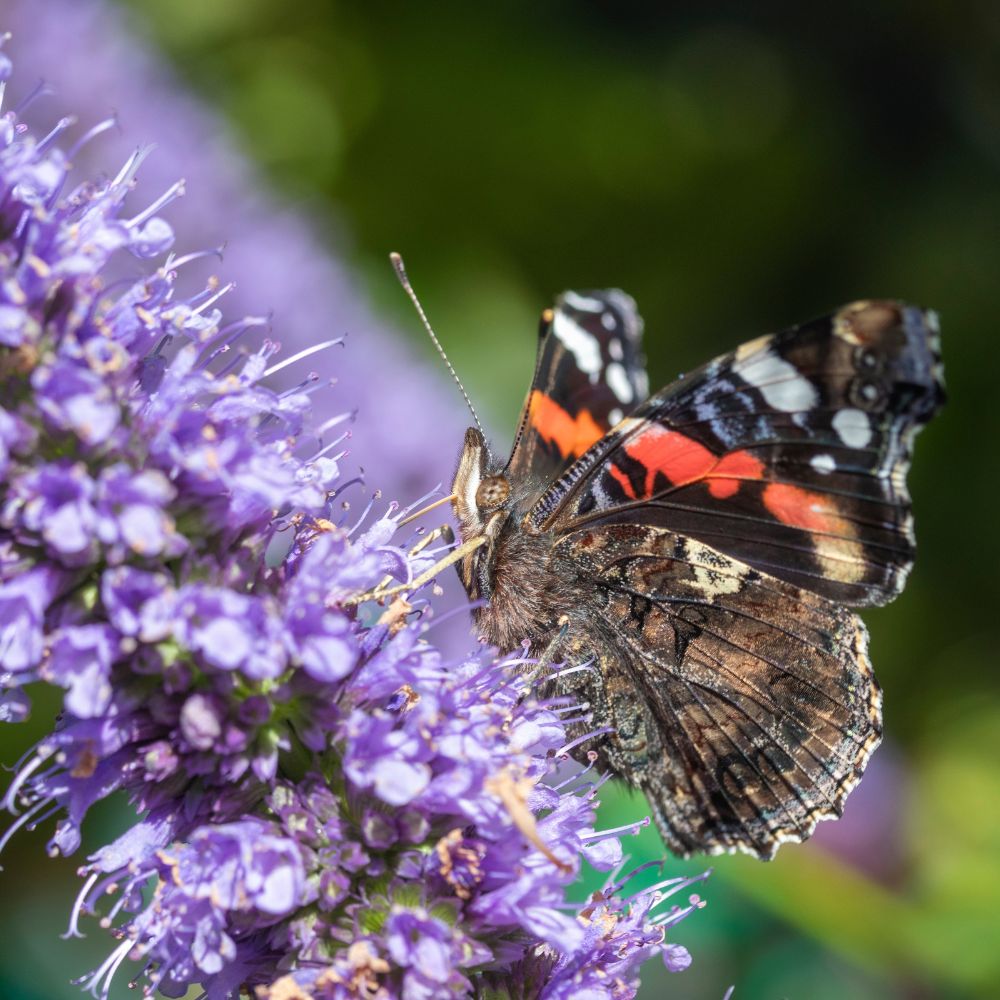 Agastache 'Blackadder' (dropplant)