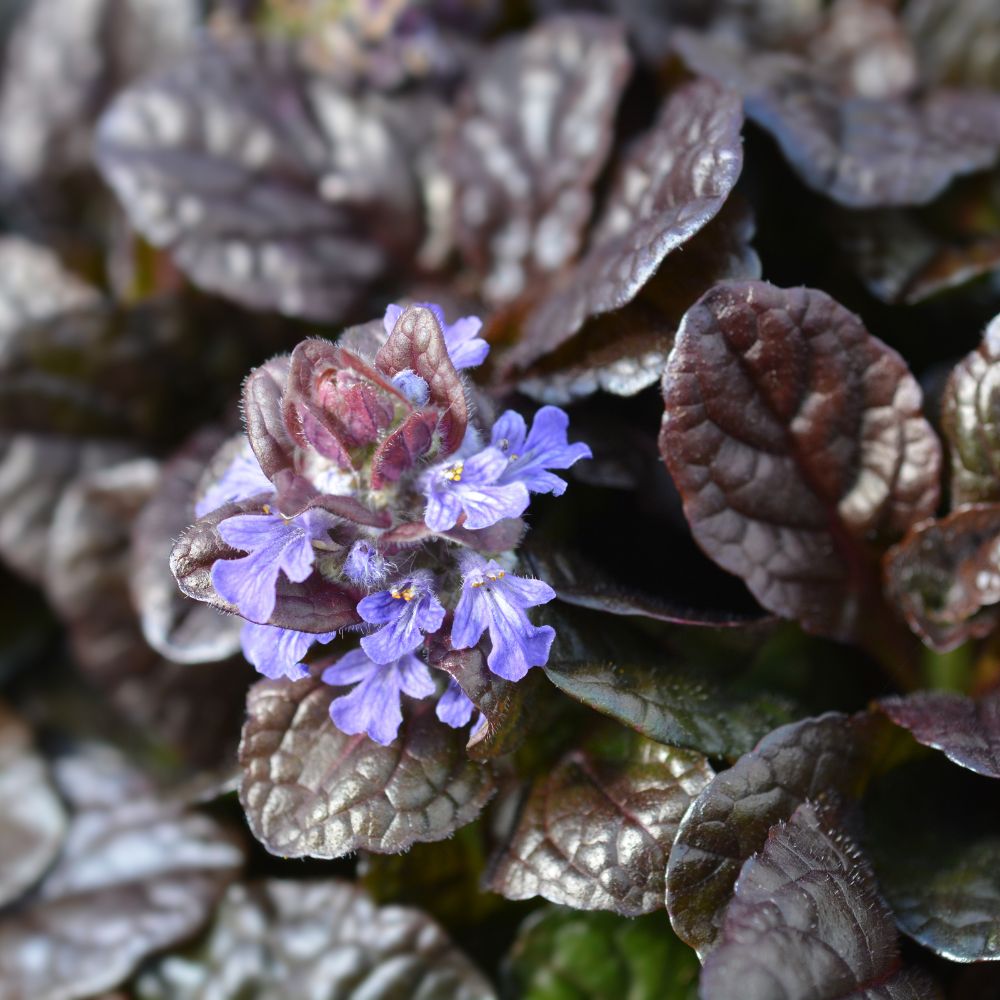 Ajuga reptans (kruipend zenegroen) BIO