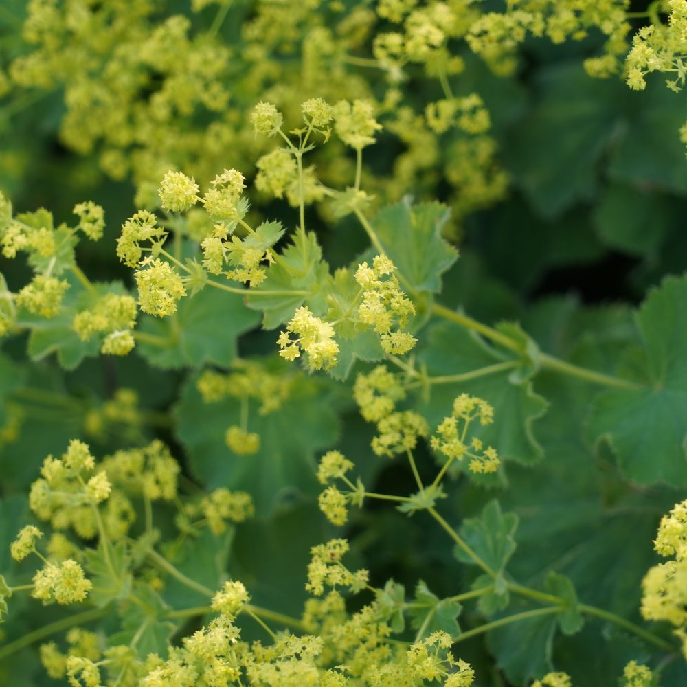Alchemilla mollis (vrouwenmantel) BIO