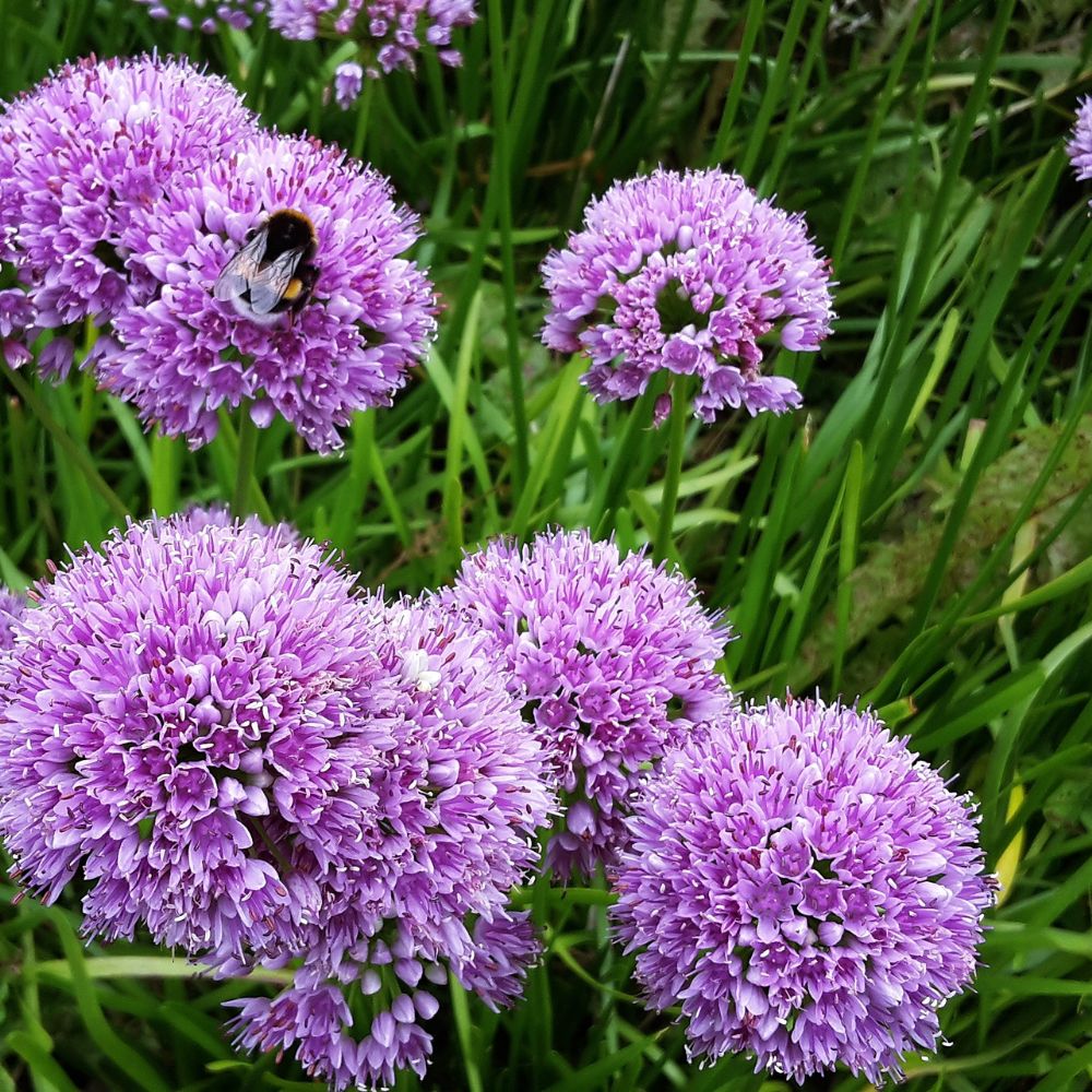Allium 'Millennium' (sierui) BIO