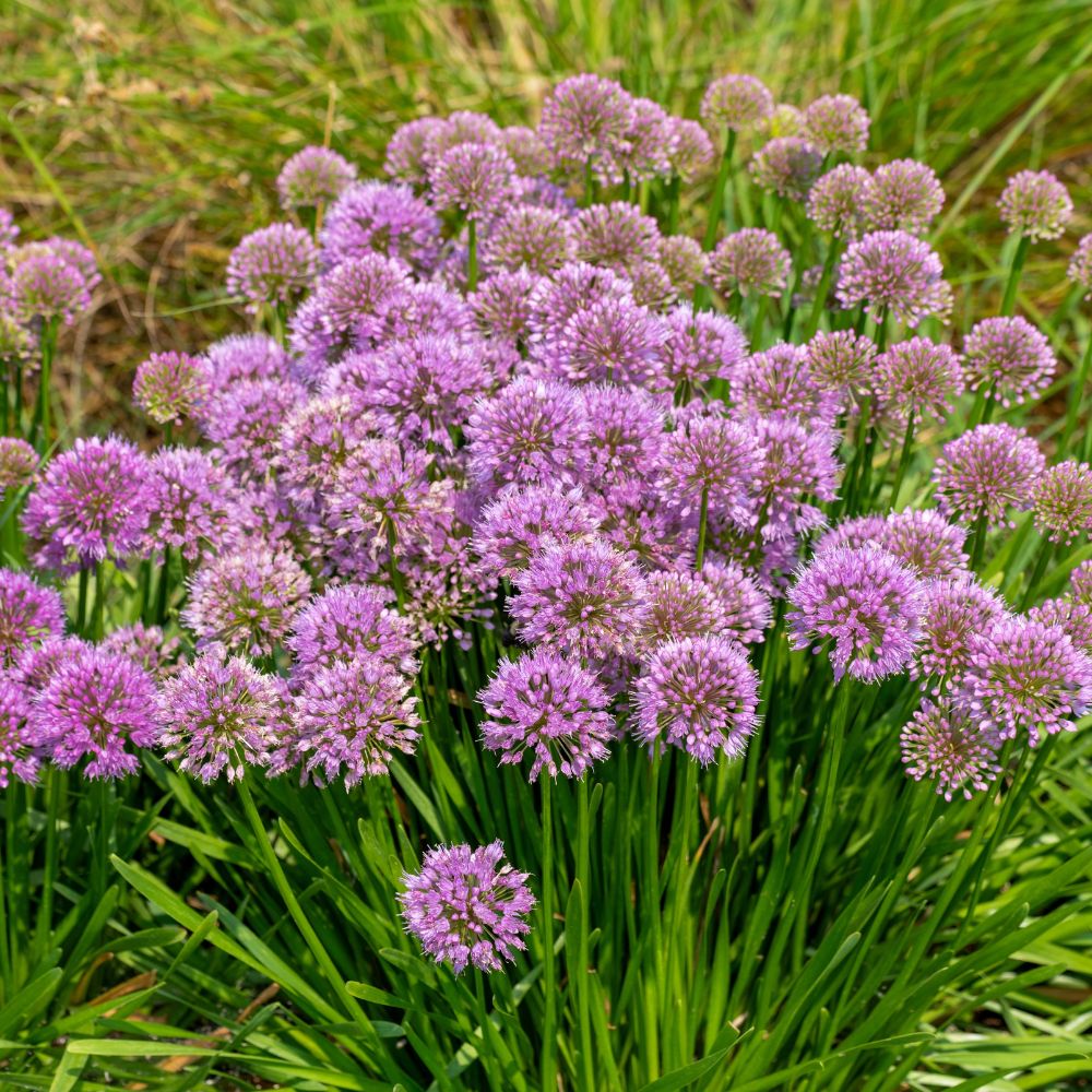 Allium 'Millennium' (sierui) BIO