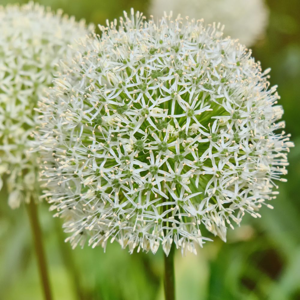Allium 'Mount Everest' (5 stuks) BIO