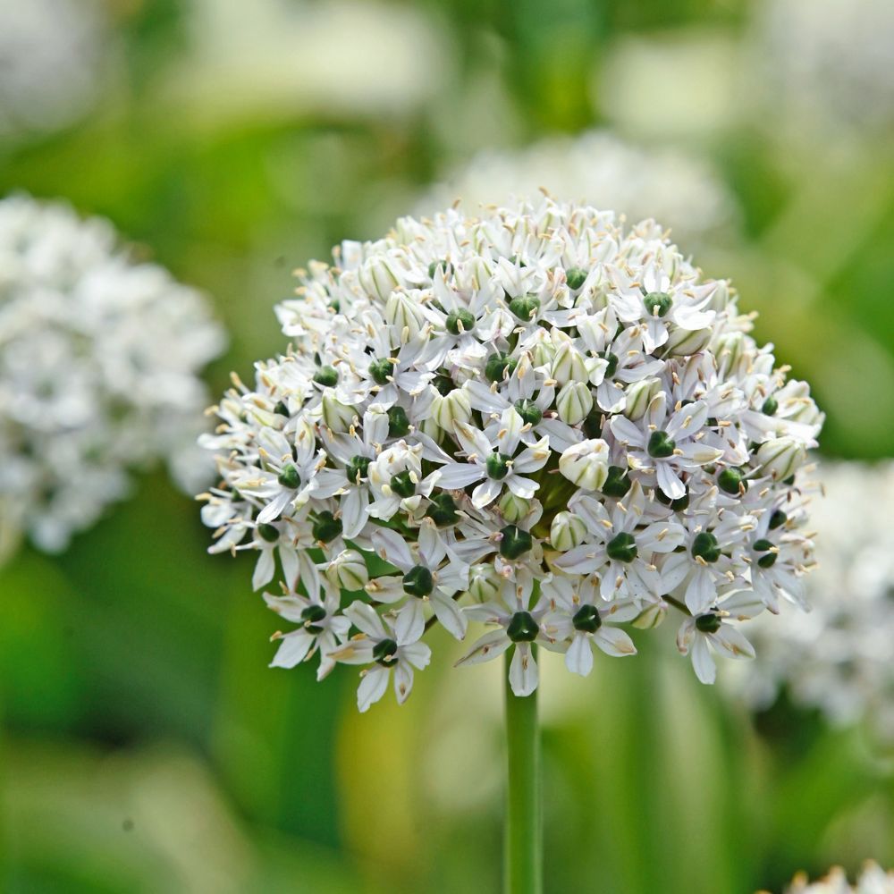 Allium nigrum (5 stuks) BIO