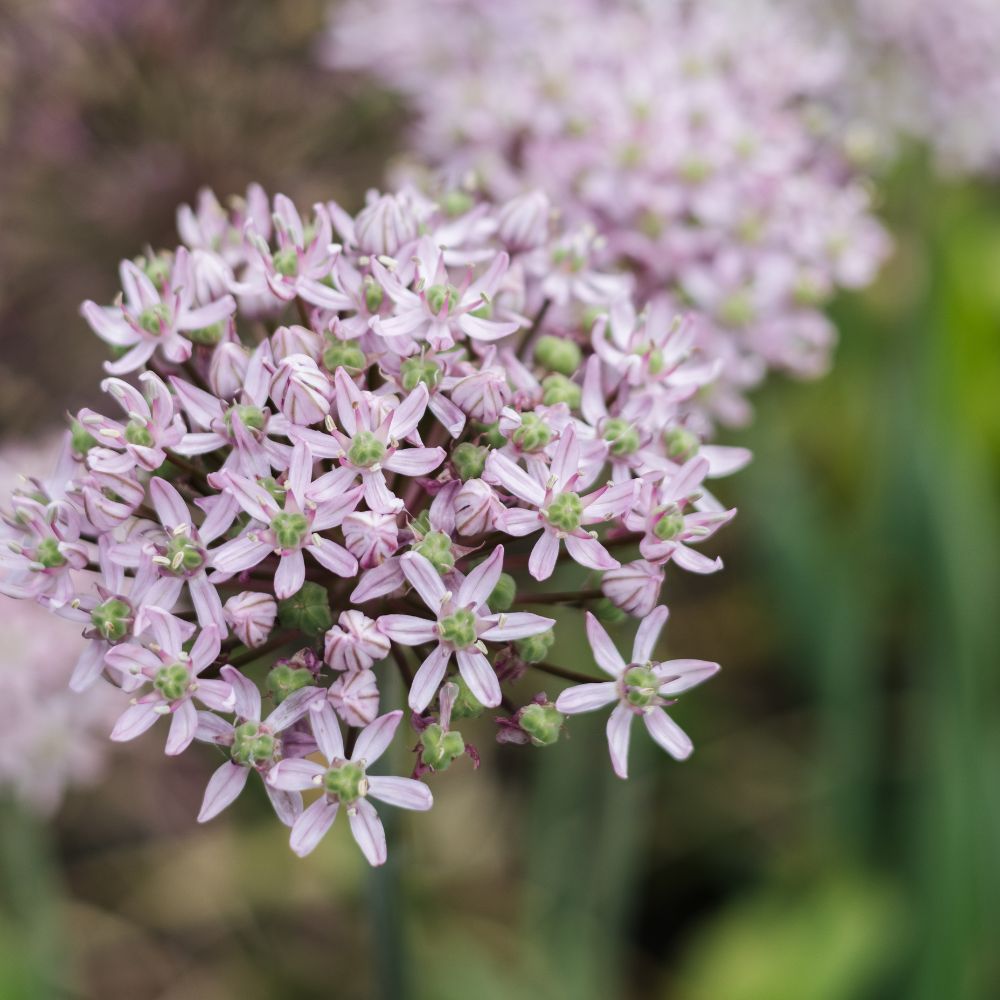 Allium 'Pink Jewel' (5 stuks)