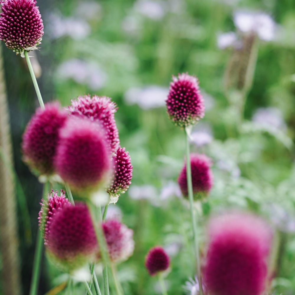 Allium sphaerocephalon (trommelstokjes, 25 stuks) BIO