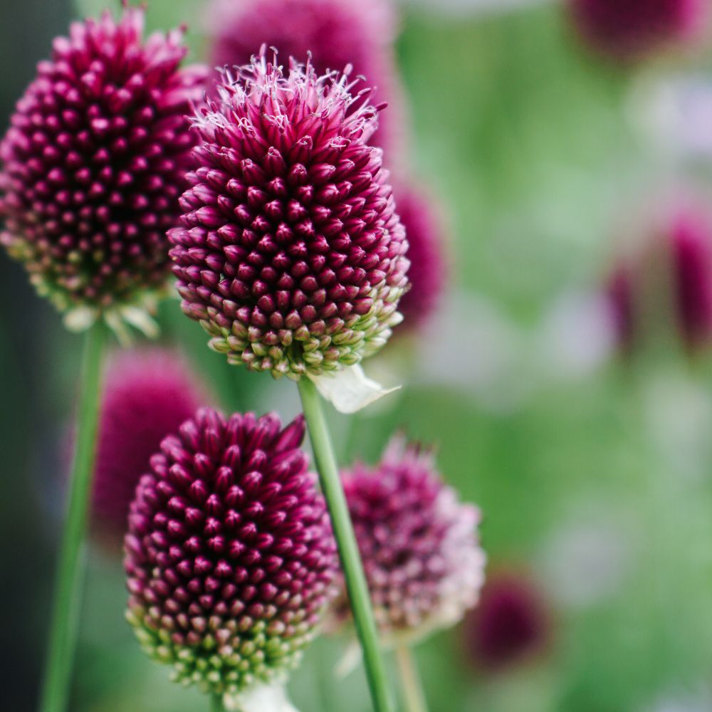 Allium sphaerocephalon (trommelstokjes, 25 stuks) BIO