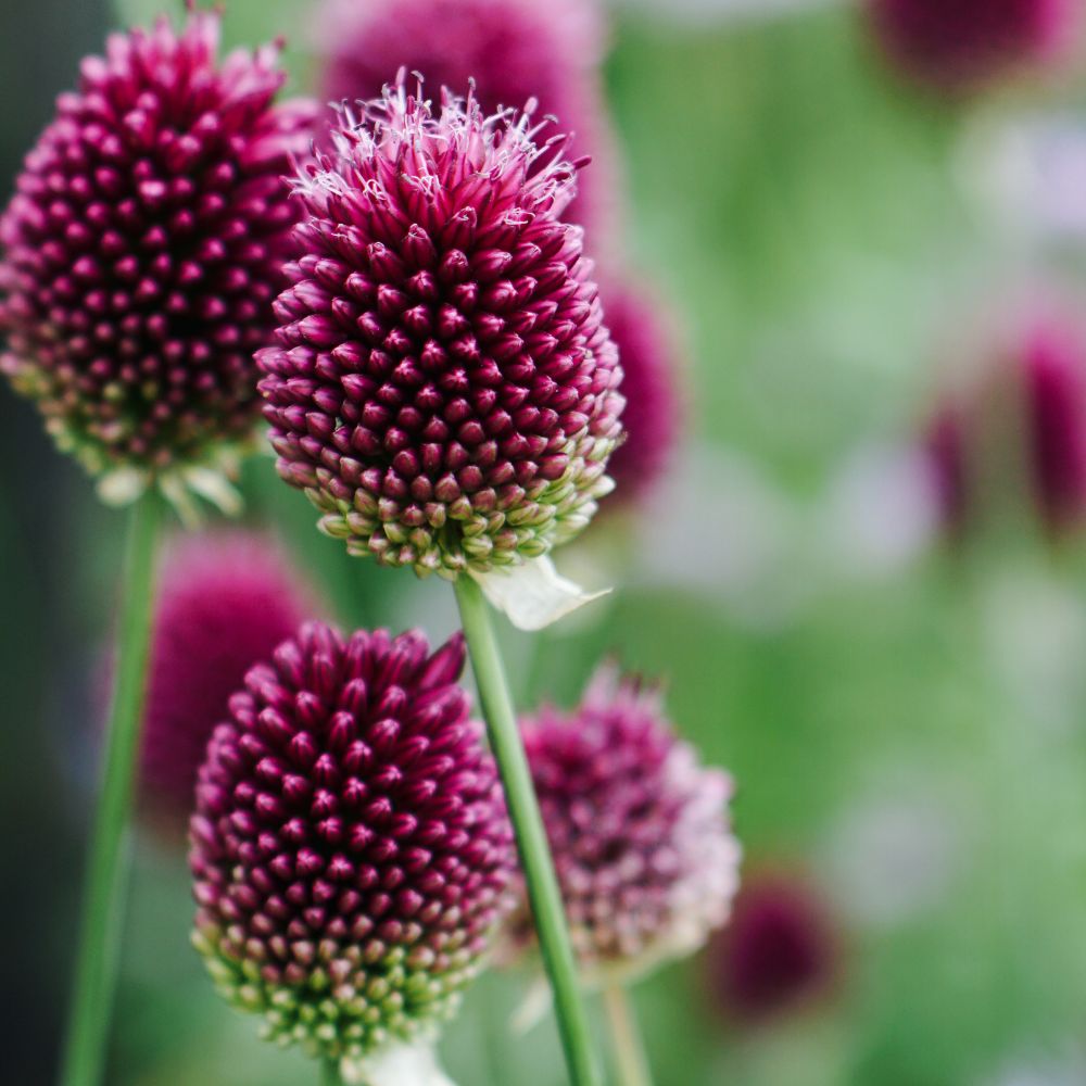 Allium sphaerocephalon (trommelstokjes, 50 stuks)