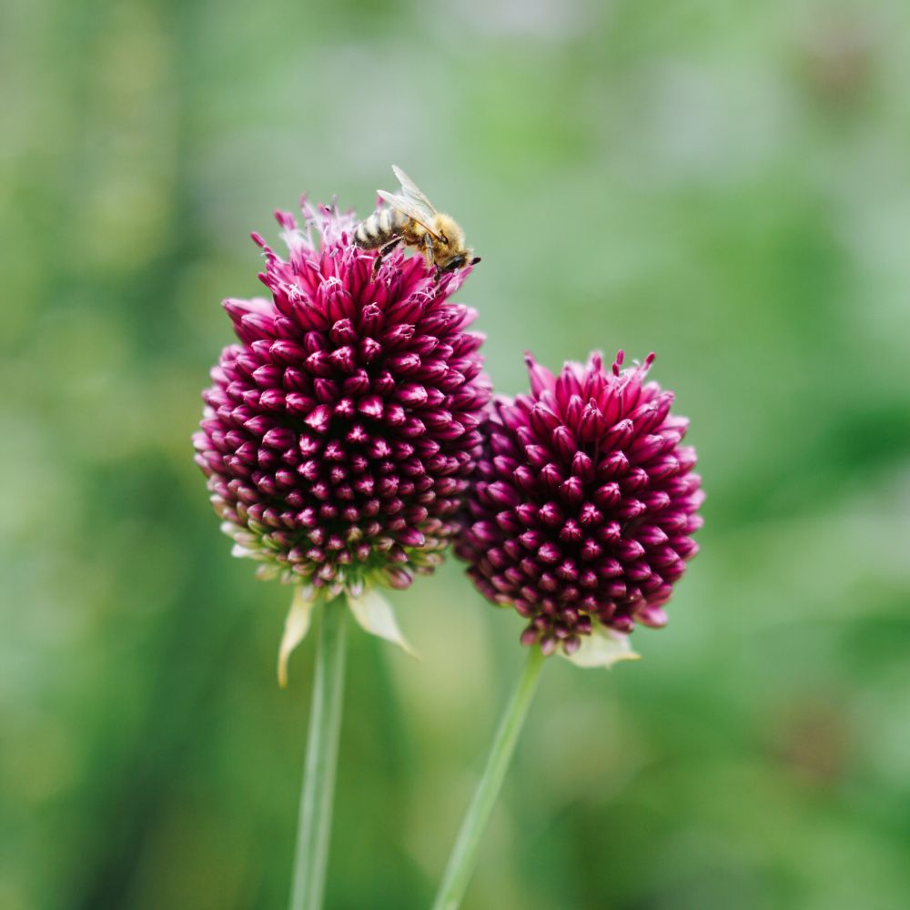 Allium sphaerocephalon (trommelstokjes, 25 stuks) BIO