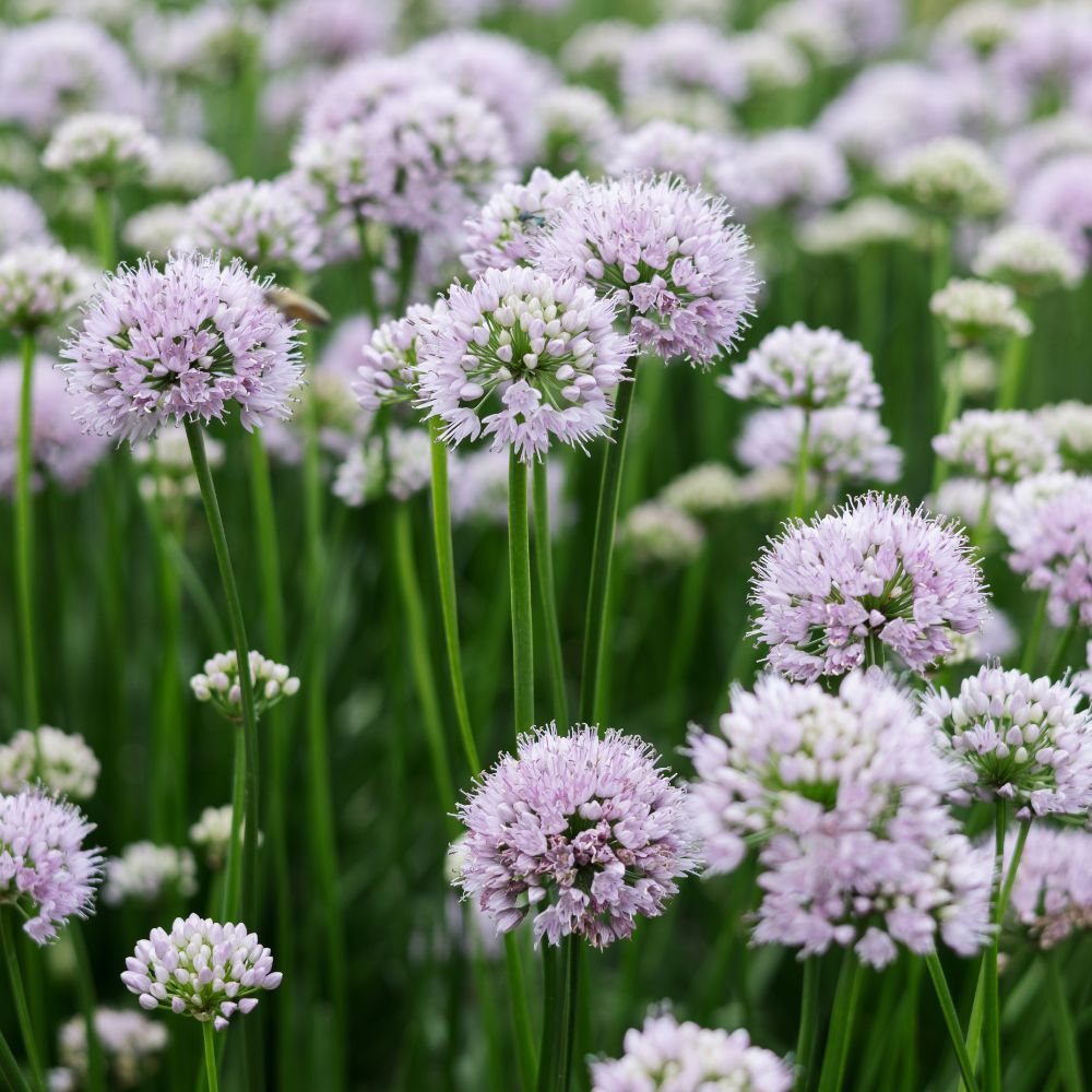 Allium senescens 'Summer Beauty' (sierui)