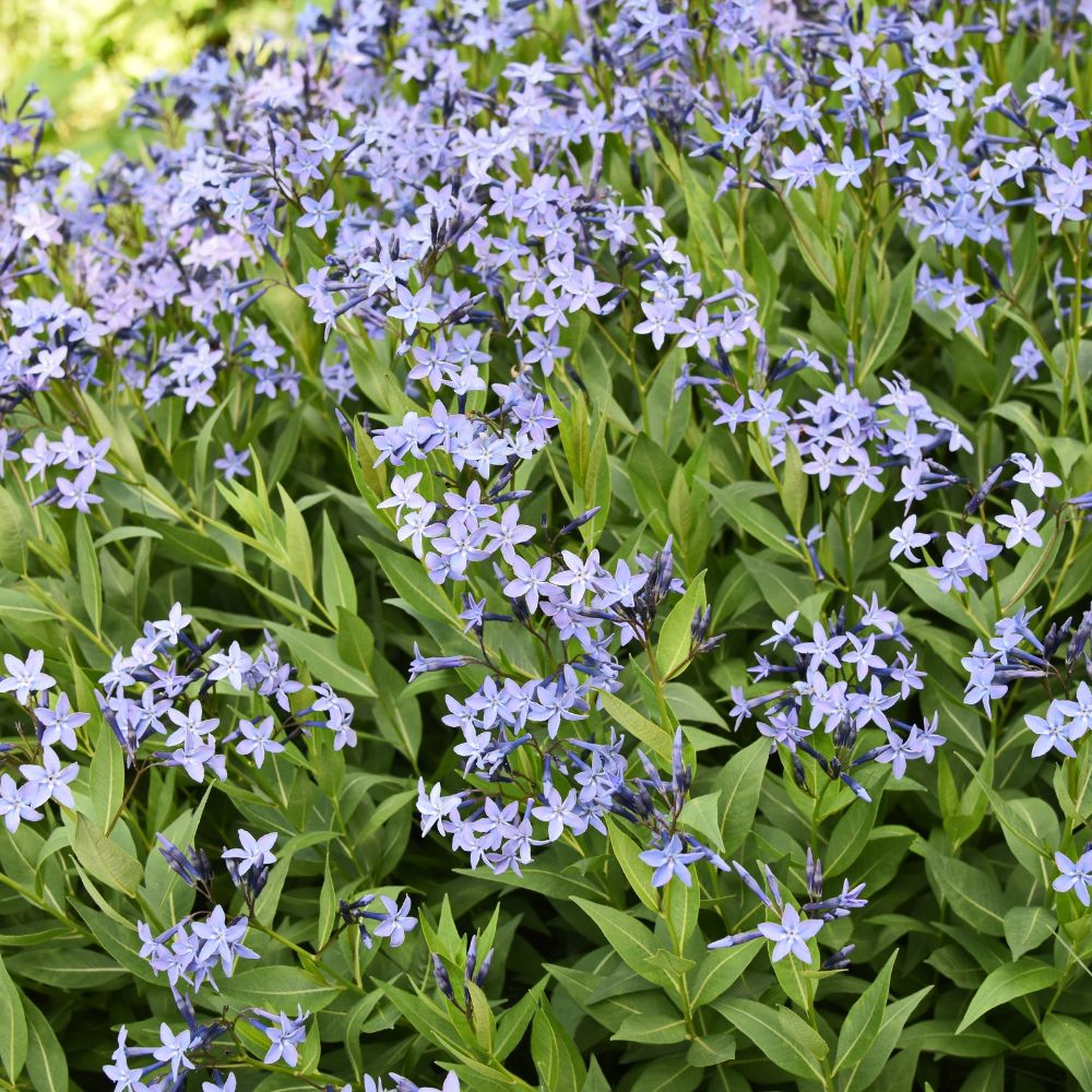 Amsonia 'Blue Ice' (blauwe ster)