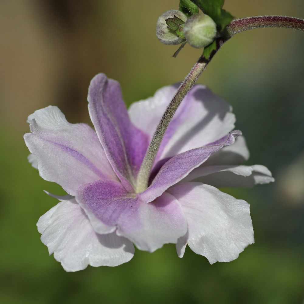 Anemone 'Dreaming Swan' (herfstanemoon)