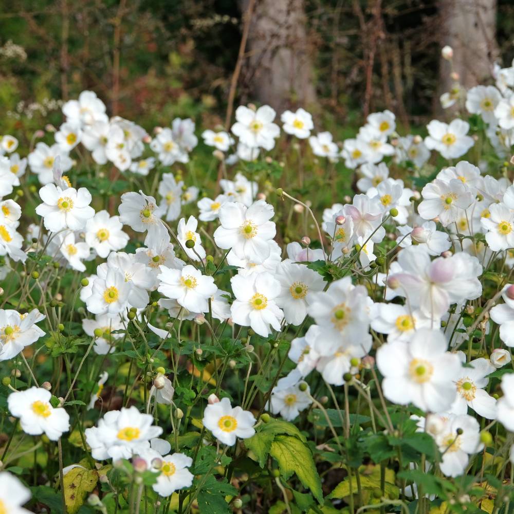 Anemone 'Honorine Jobert' (herfstanemoon)