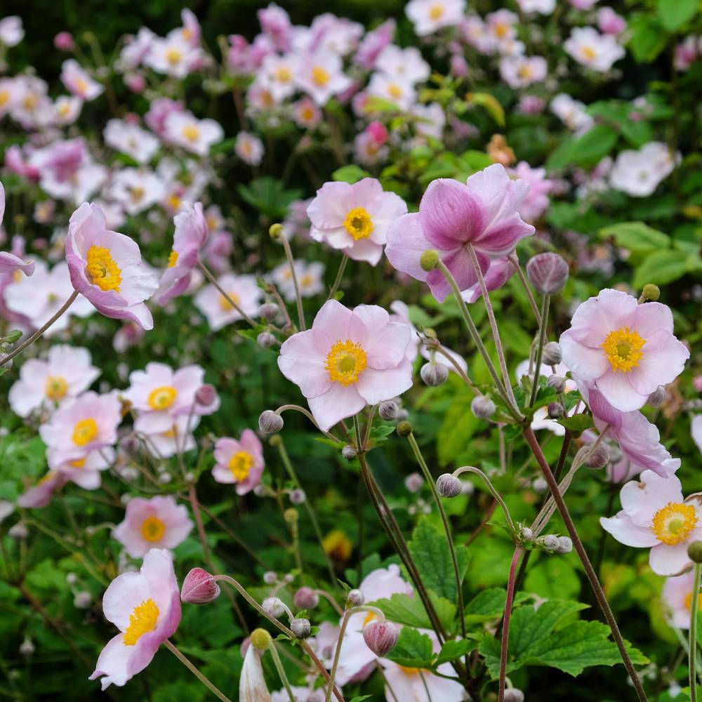 Anemone hupehensis 'September Charm' (herfstanemoon)