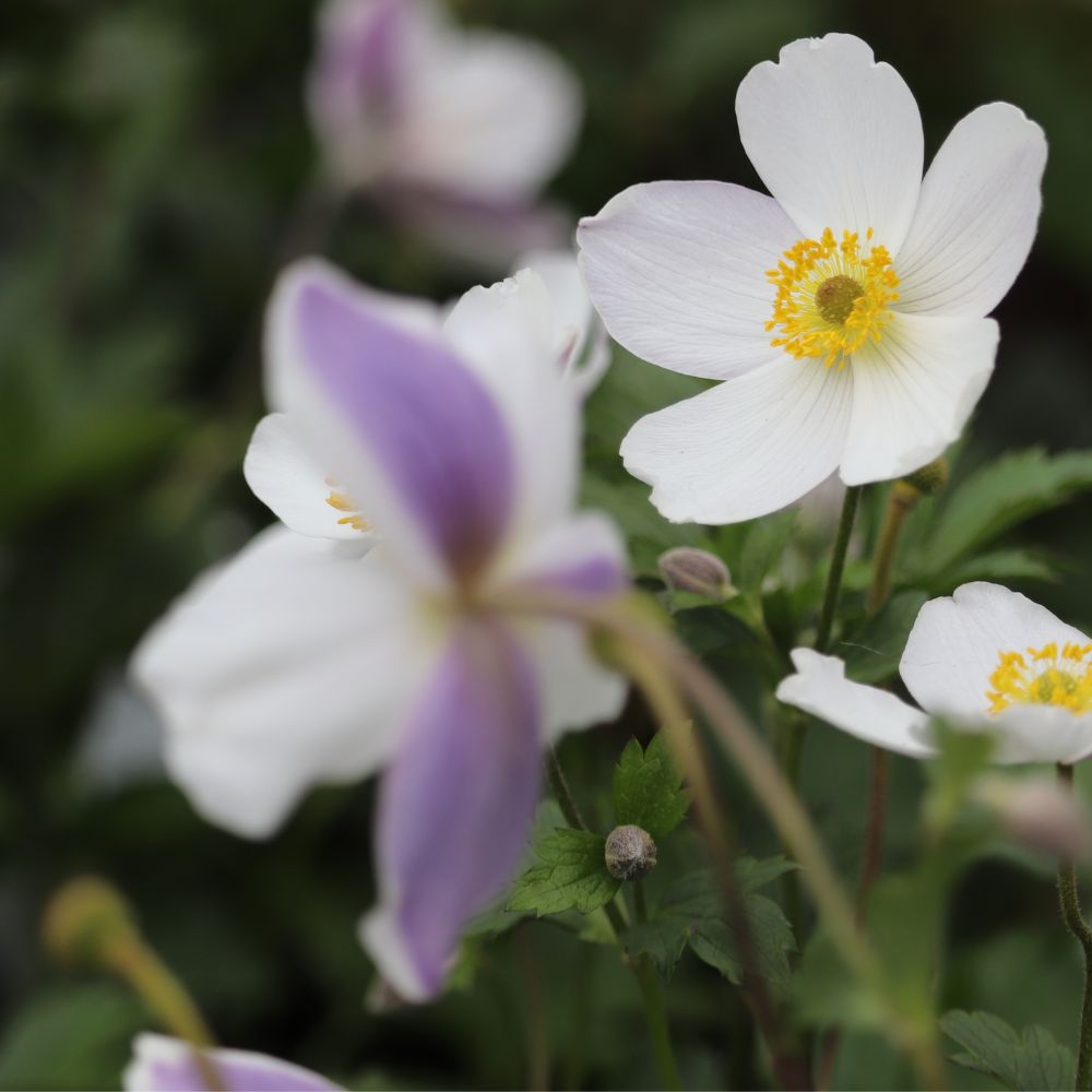 Anemone 'Wild Swan' (herfstanemoon)
