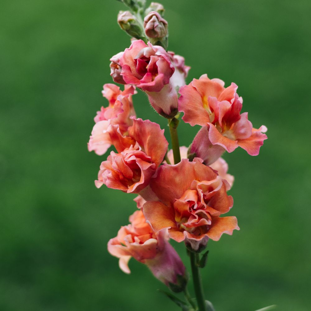 Antirrhinum majus ‘Madame Butterfly Bronze’ (leeuwenbek)