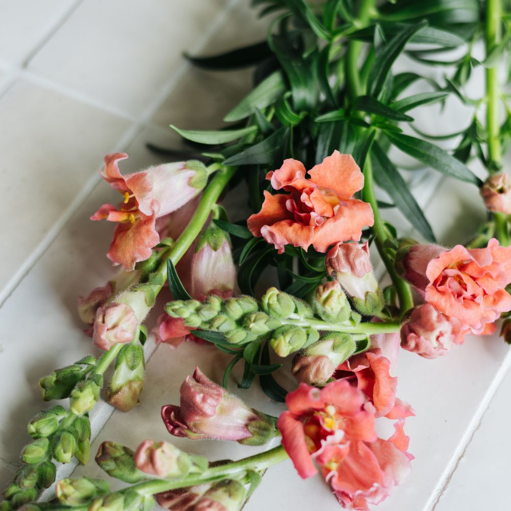 Antirrhinum majus ‘Madame Butterfly Bronze’ (leeuwenbek)