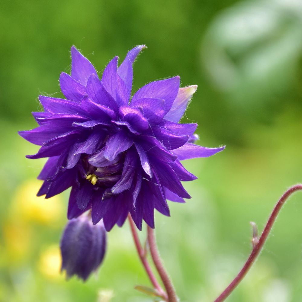 Aquilegia vulgaris 'Blue Barlow' (akelei) BIO