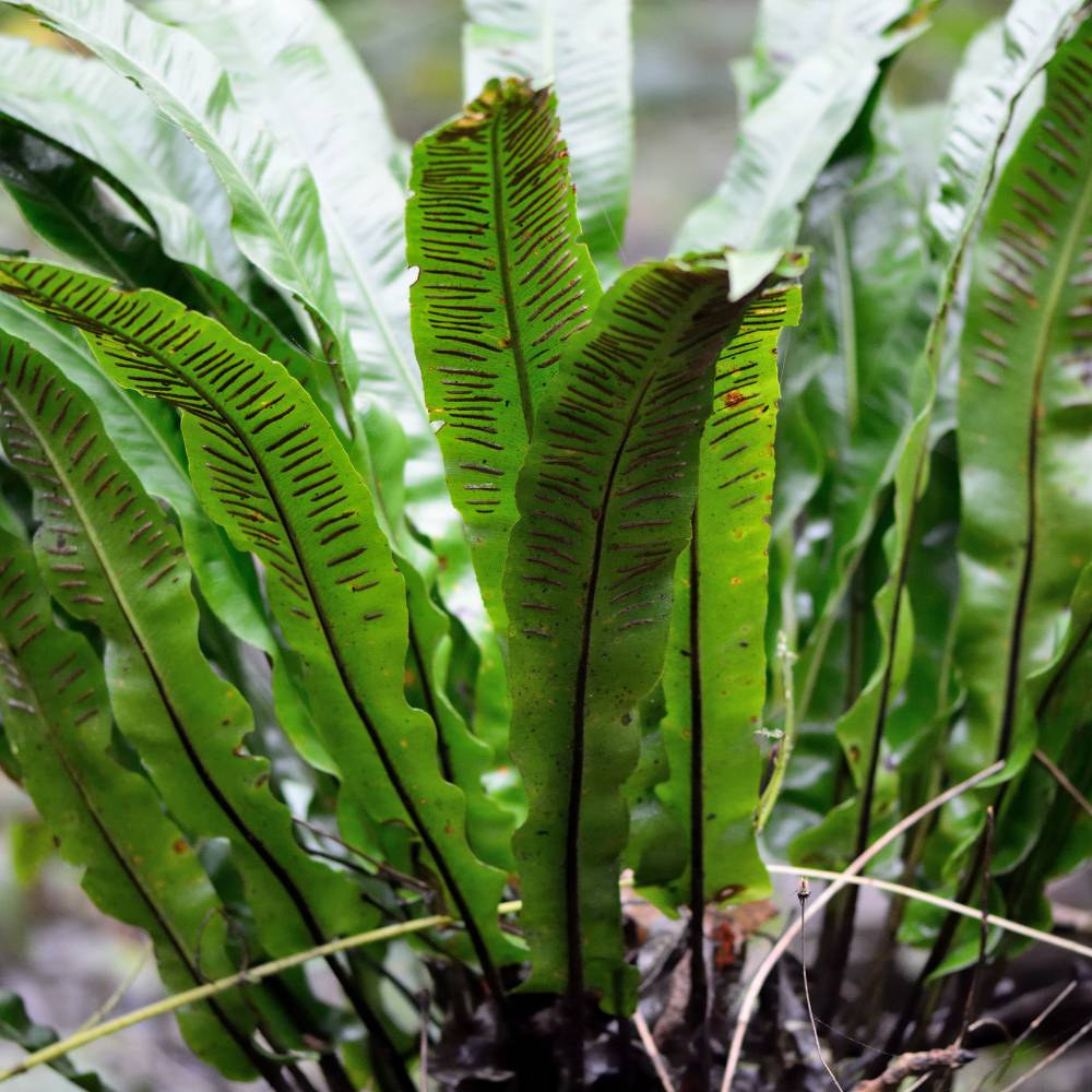 Asplenium scolopendrium