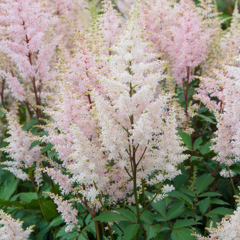 Astilbe japonica 'Peach Blossom' (pluimspirea)