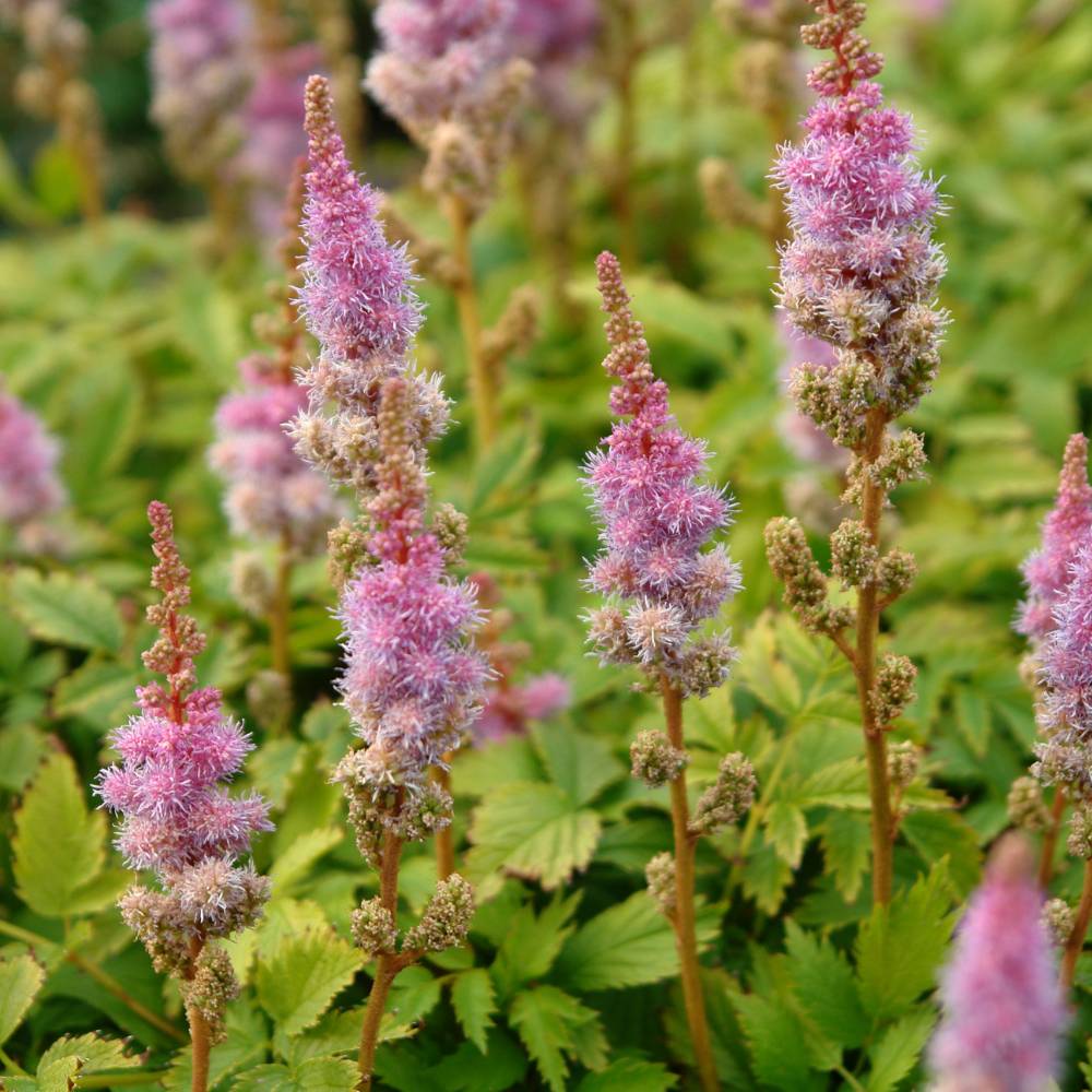Astilbe chinensis 'Pumila' (pluimspirea)