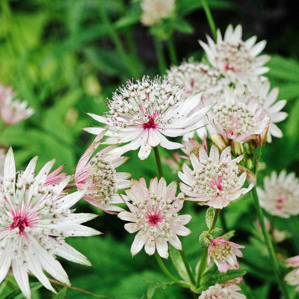 Astrantia major 'Buckland' (zeeuws knoopje)