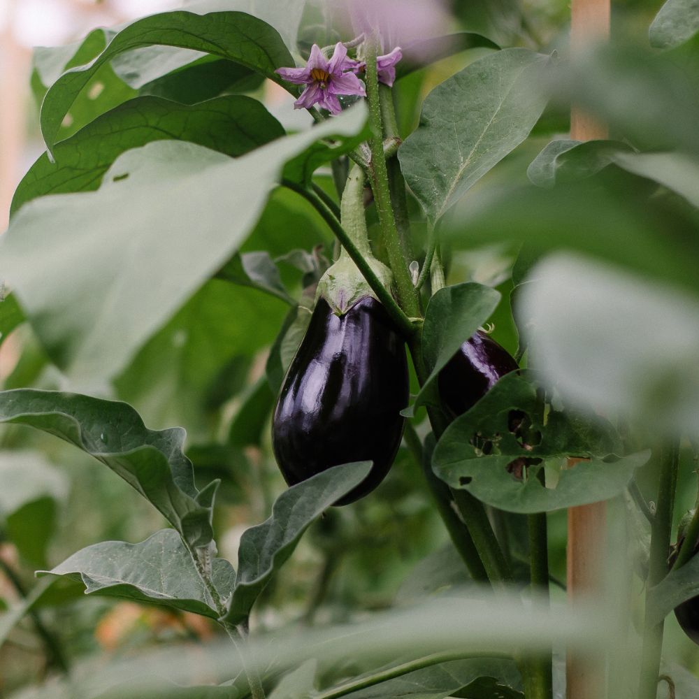 Aubergine 'Black Beauty' BIO