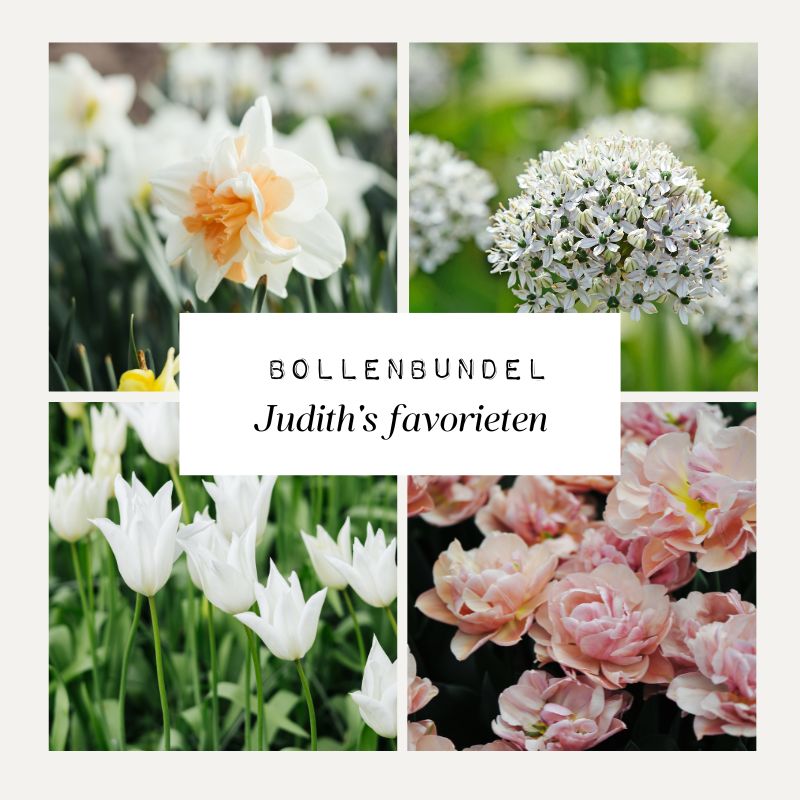 Bollenbundel Judith's favorieten
