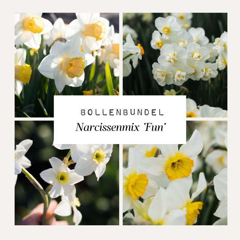 Bollenbundel Narcissenmix 'Fun'
