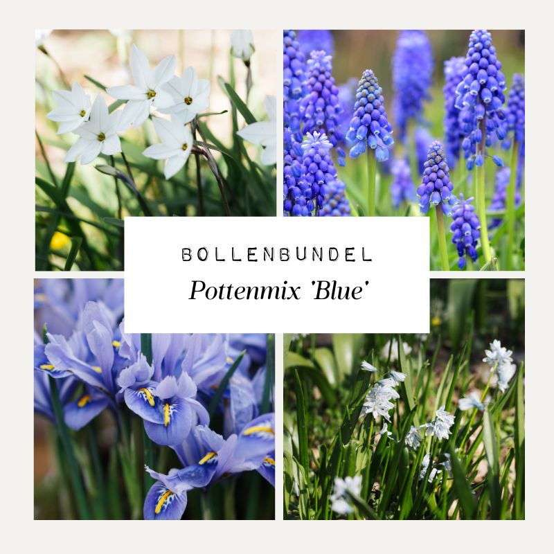Bollenbundel Pottenmix 'Blue'