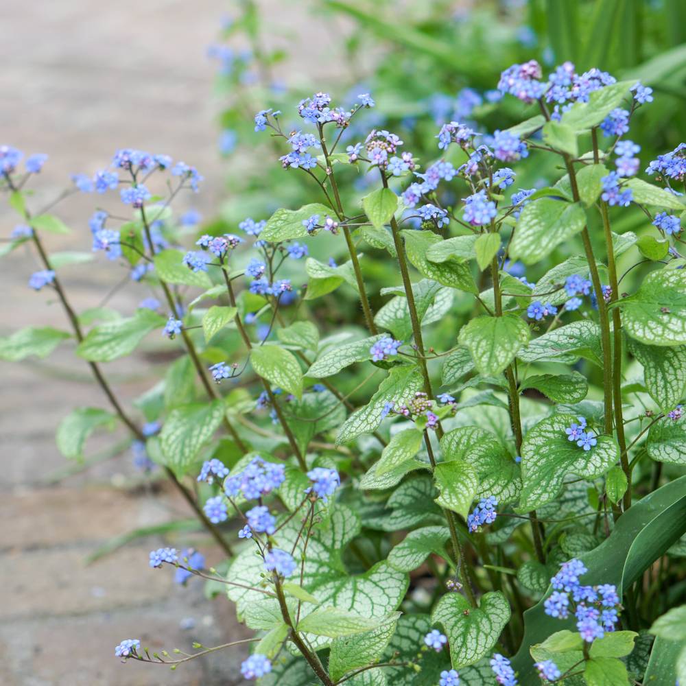 Brunnera macrophylla 'Sea Heart' (Kaukasische vergeet-mij-niet)