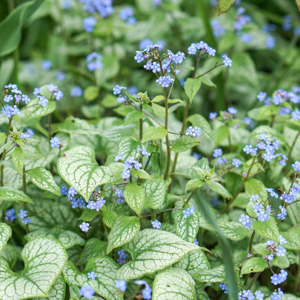 Brunnera macrophylla 'Sea Heart' (Kaukasische vergeet-mij-niet)