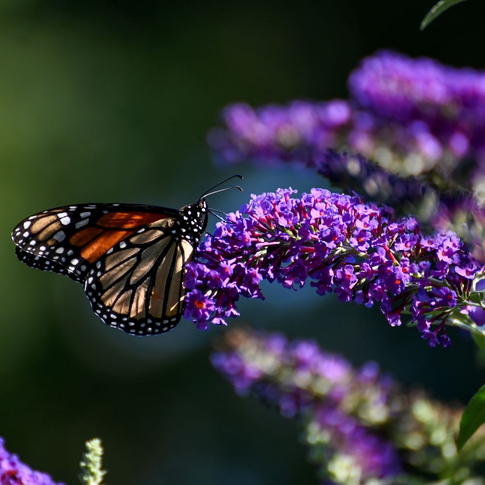 Buddleja davidii 'African Queen' (vlinderstruik)