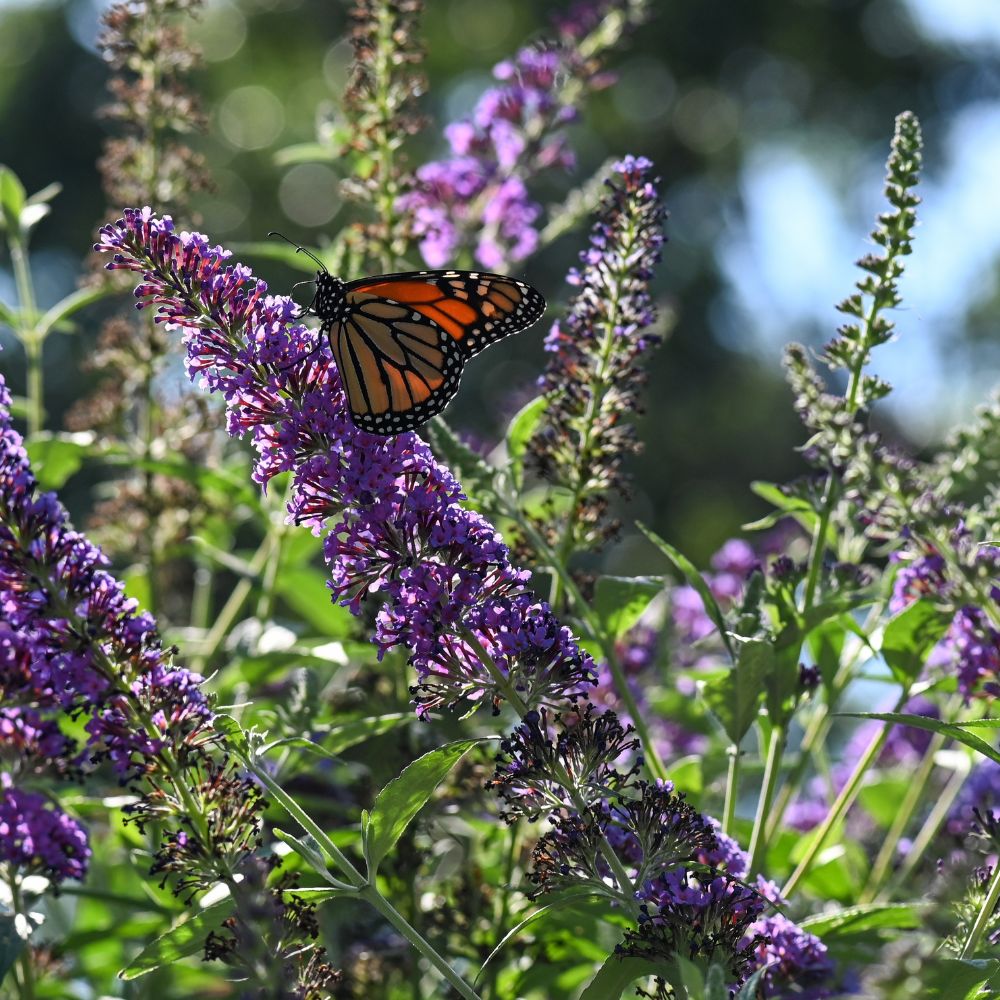 Buddleja davidii 'African Queen' (vlinderstruik)