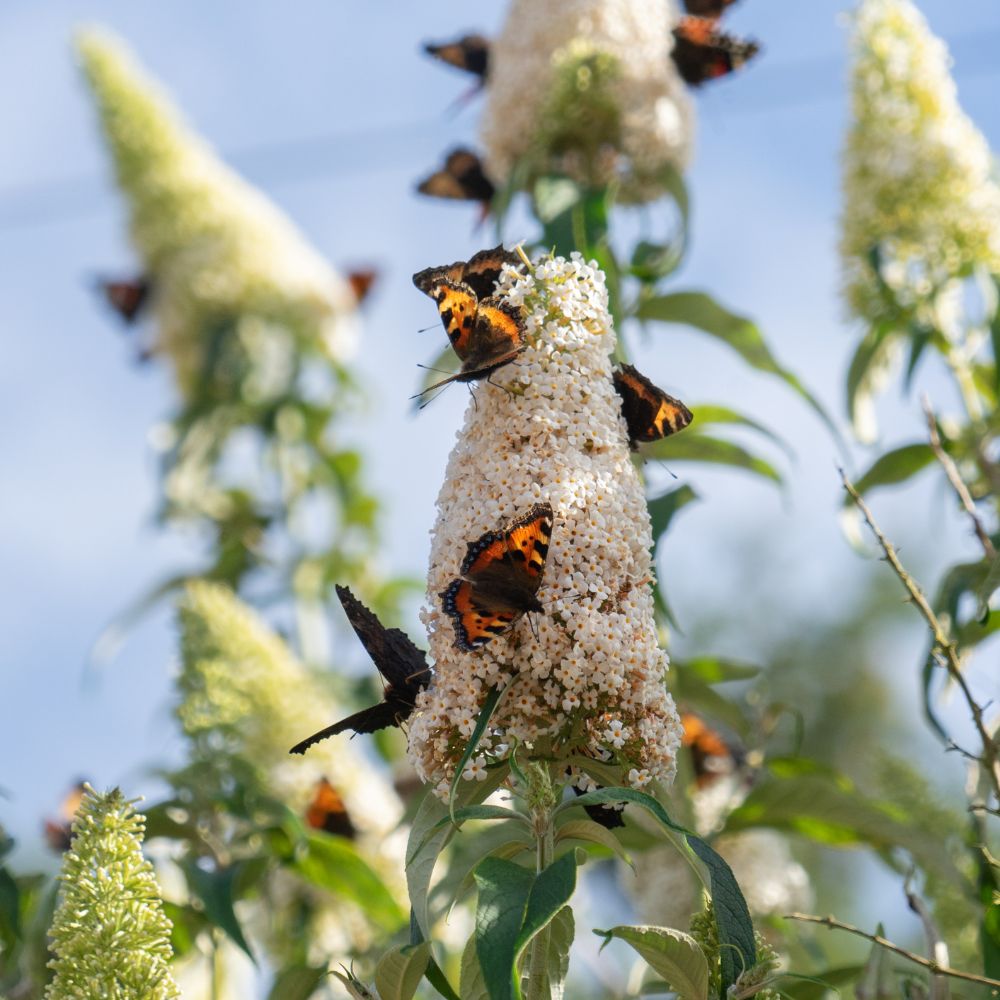 Buddleja davidii 'White Profusion' (vlinderstruik)