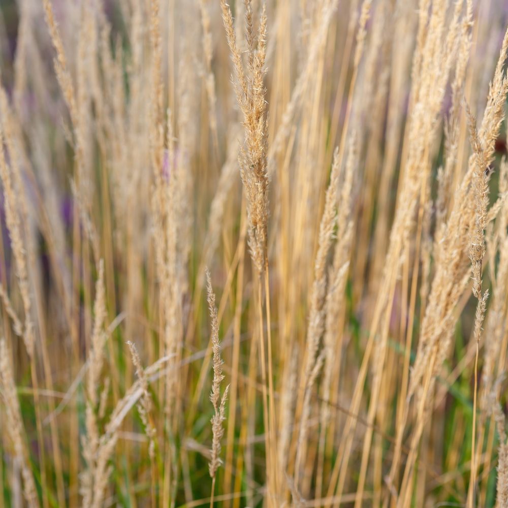 Calamagrostis acutiflora 'Karl Foerster' (struisriet)