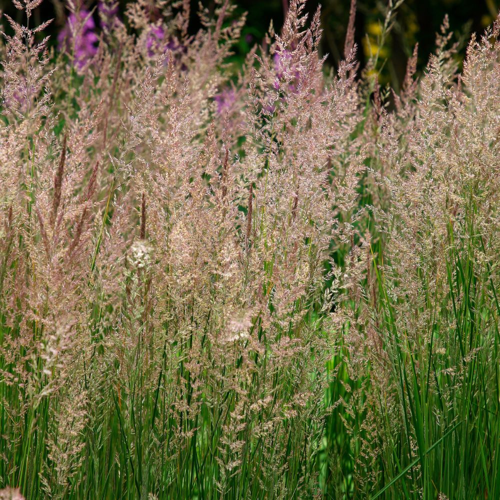 Calamagrostis acutiflora 'Overdam' (struisriet)