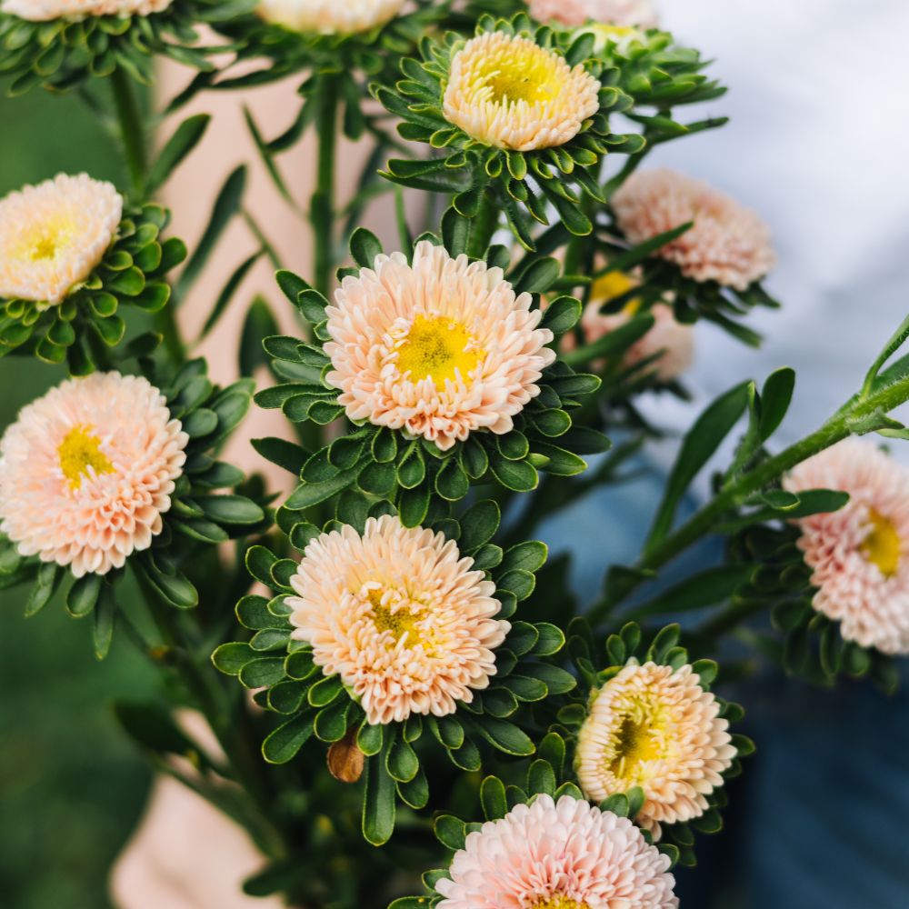 Callistephus chinensis 'Matsumoto Apricot' (Chinese aster)