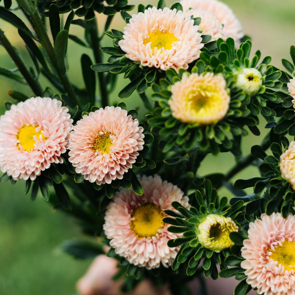 Callistephus chinensis 'Matsumoto Apricot' (Chinese aster)