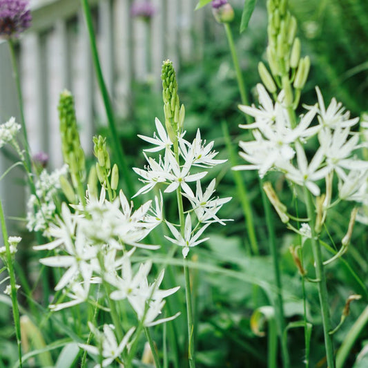 Camassia leichtlinii 'Sacajawea' (prairielelie, 3 stuks) BIO