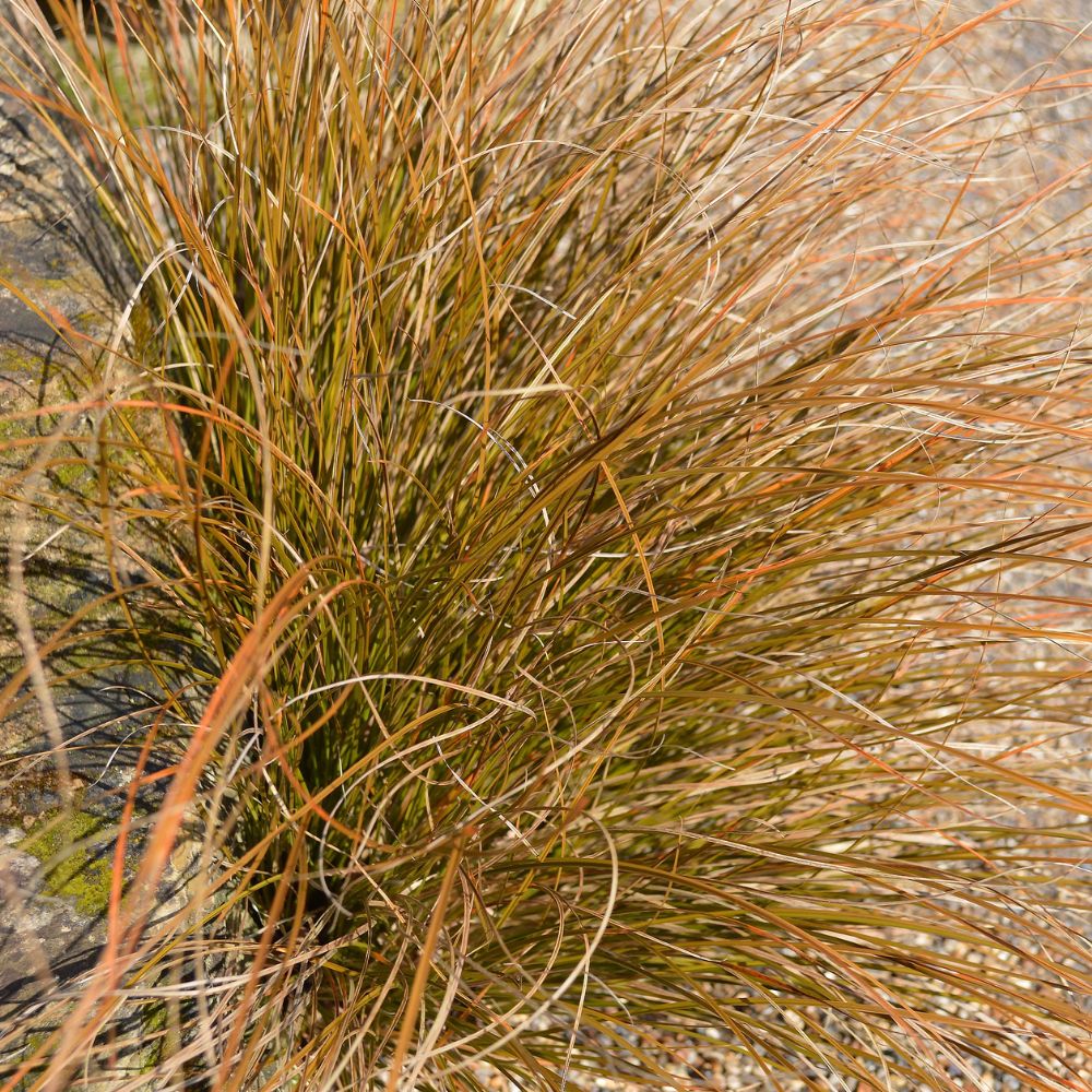 Carex buchananii (zegge) BIO