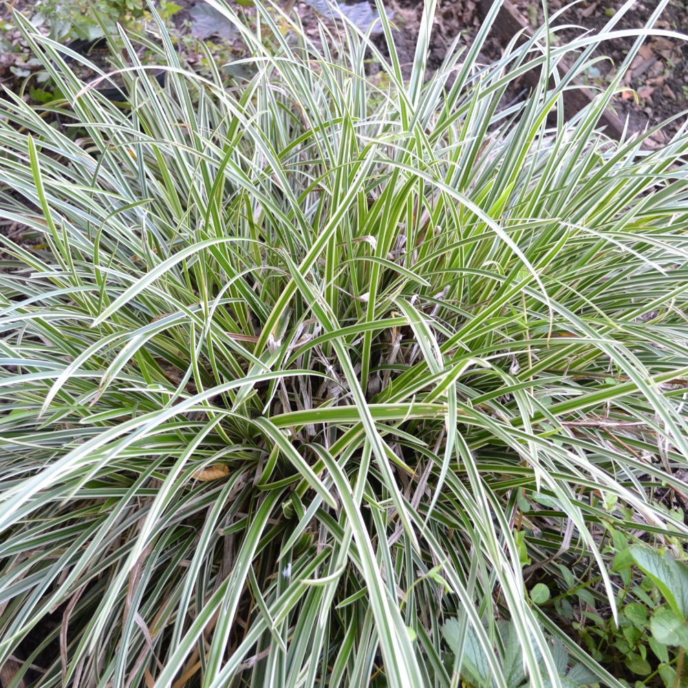 Carex morrowii 'Ice Dance' (zegge) BIO