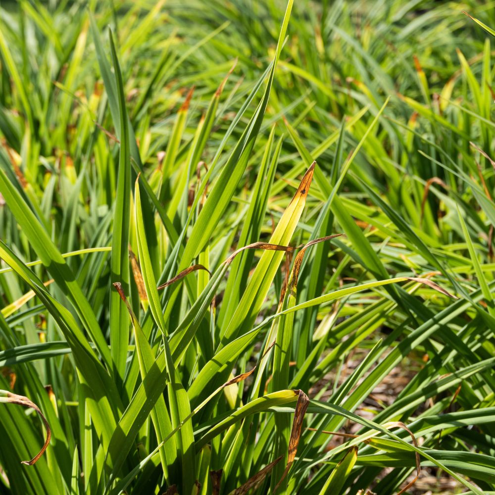 Carex pendula (hangende zegge) BIO
