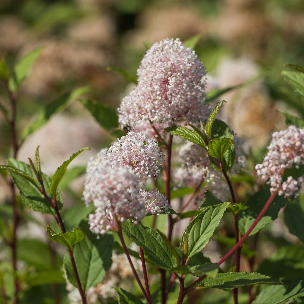 Ceanothus pallidus 'Marie Simon' (Amerikaanse sering)