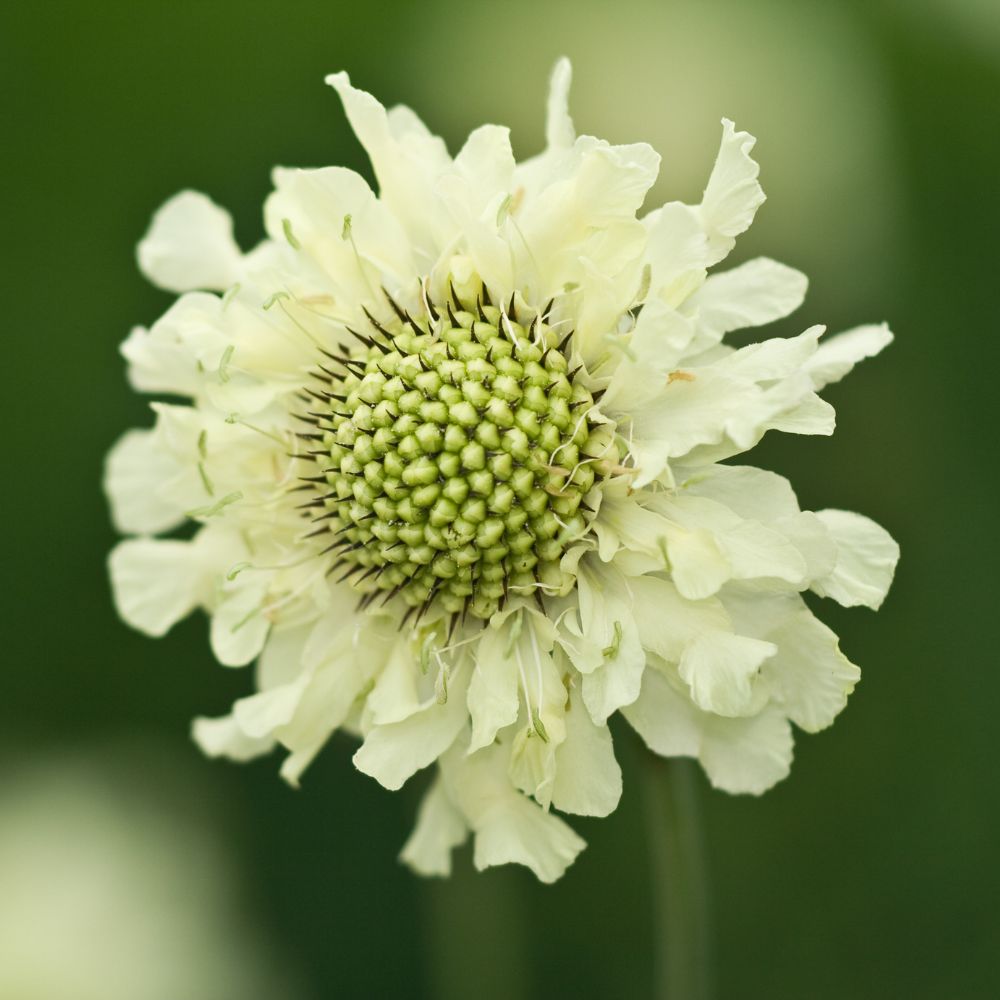 Cephalaria gigantea (reuzenscabiosa)