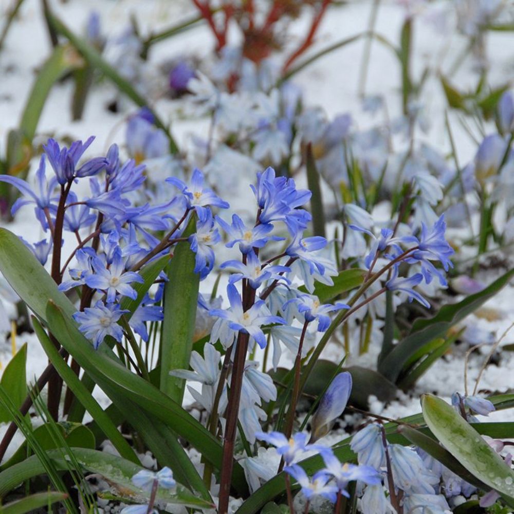 Chionodoxa forbesii 'Blue Giant' (sneeuwroem, 10 stuks) BIO