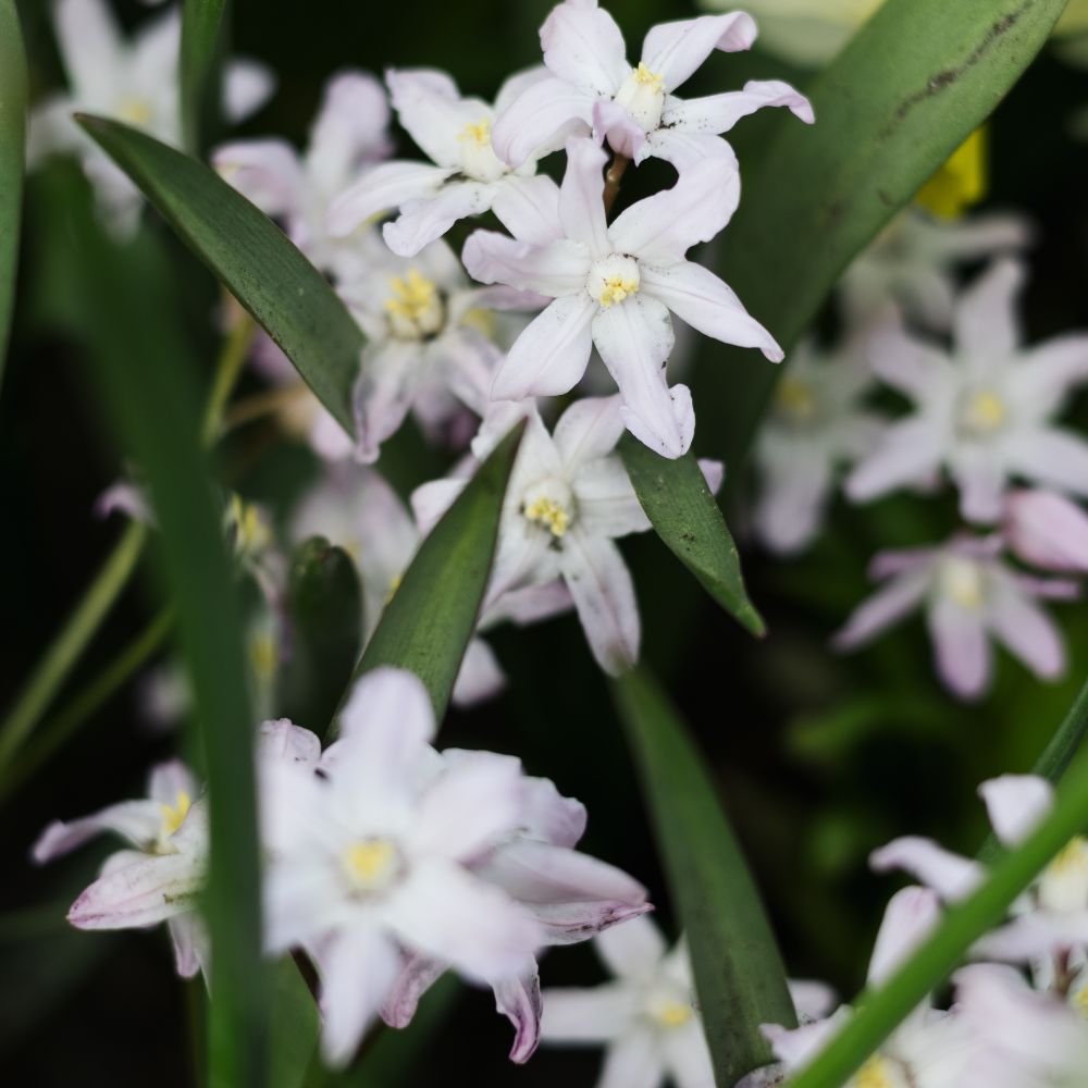Chionodoxa forbesii 'Pink Giant' (sneeuwroem, 10 stuks) BIO